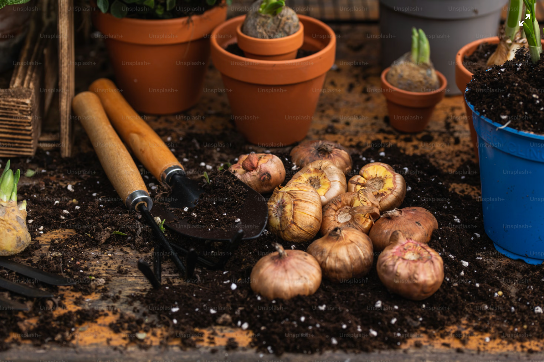 Bulbs to plant in spring